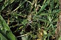 Argiope_bruennichi_P1112_Z_89_Les Gris_Frankrijk